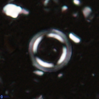 Tenebrislaminam bramlettei VR 025232