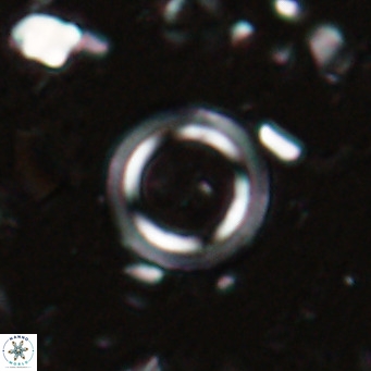 Tenebrislaminam bramlettei VR 025232