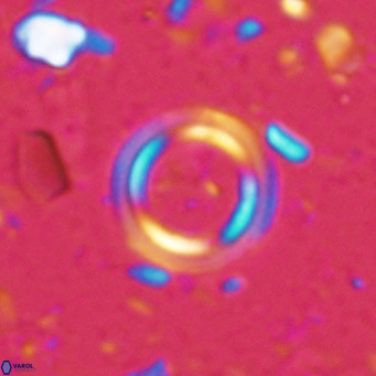 Tenebrislaminam bramlettei VR 025233