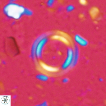 Tenebrislaminam bramlettei VR 025233