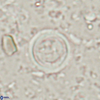 Tenebrislaminam bramlettei VR 025234