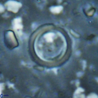 Tenebrislaminam bramlettei VR 025235