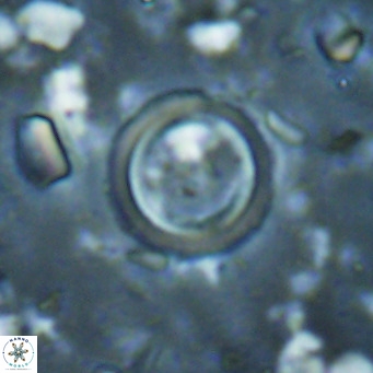 Tenebrislaminam bramlettei VR 025235