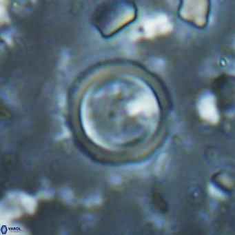 Tenebrislaminam bramlettei VR 025237
