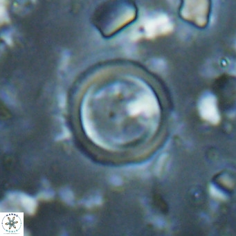 Tenebrislaminam bramlettei VR 025237