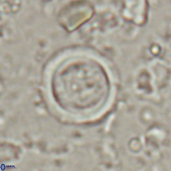 Tenebrislaminam bramlettei VR 025238