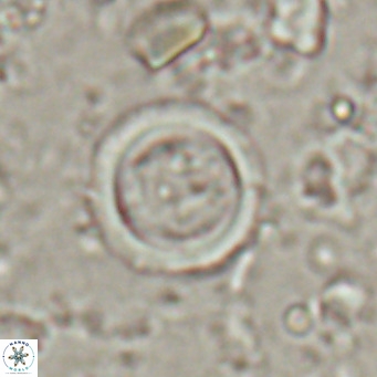 Tenebrislaminam bramlettei VR 025238
