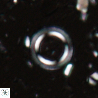 Tenebrislaminam bramlettei VR 025239