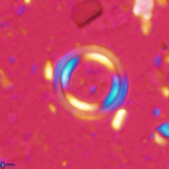 Tenebrislaminam bramlettei VR 025240