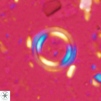 Tenebrislaminam bramlettei VR 025240
