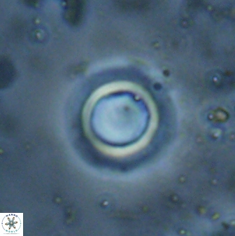 Tenebrislaminam eaquiscutum 29842