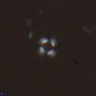 Tenebrislaminam jafari 26828