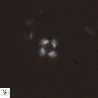 Tenebrislaminam jafari 26828