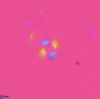 Tenebrislaminam jafari 26829