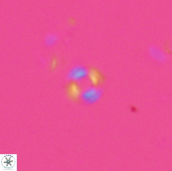 Tenebrislaminam jafari 26829