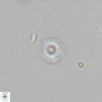 Tenebrislaminam jafari 26832
