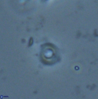 Tenebrislaminam jafari 26833