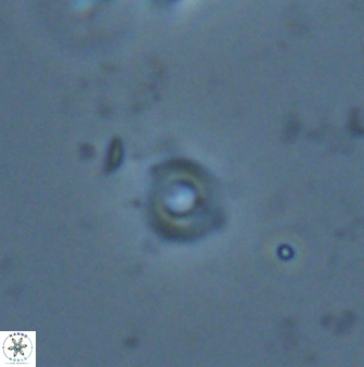 Tenebrislaminam jafari 26833