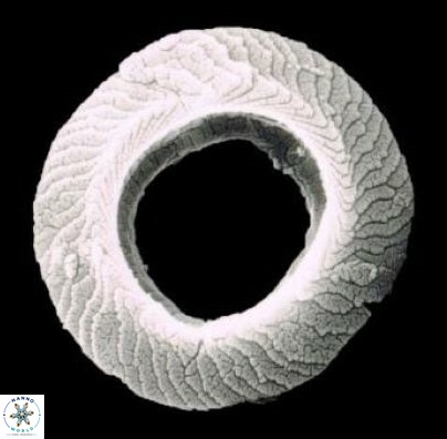Tenebrislaminam lordii 1466 2