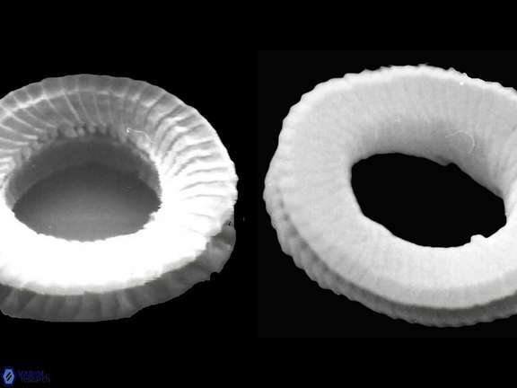 Tenebrislaminam sp 1 a