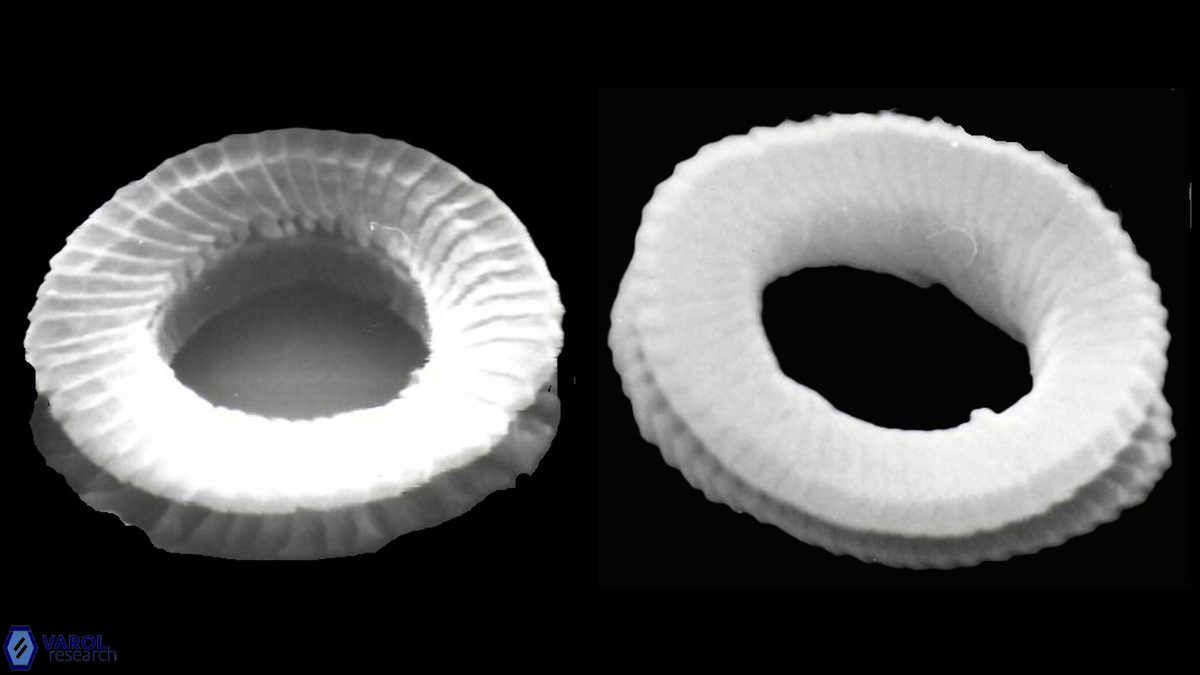 Tenebrislaminam sp 1 a