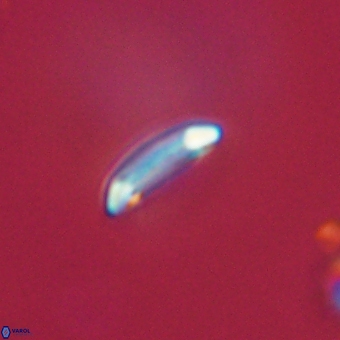 Tenebrolamina annula 67400