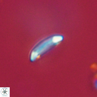 Tenebrolamina annula 67400