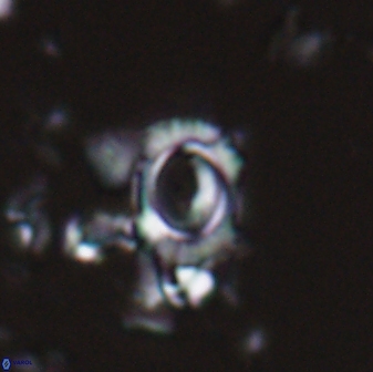 Tenebrolamina annula 22641
