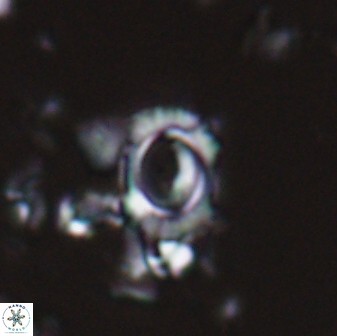 Tenebrolamina annula 22641