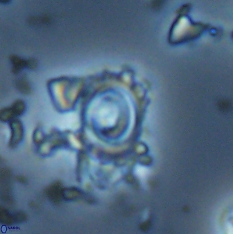 Tenebrolamina annula 22646
