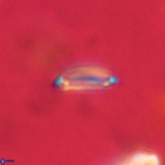 Tenebrolamina annula VR 01147