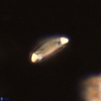 Tenebrolamina annula VR 01149