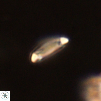 Tenebrolamina annula VR 01149