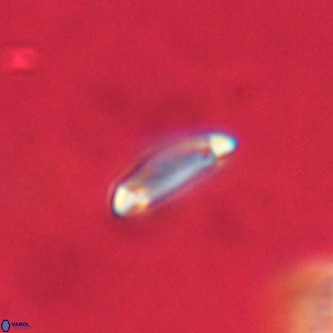 Tenebrolamina annula VR 01150