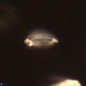 Tenebrolamina annula VR 01153