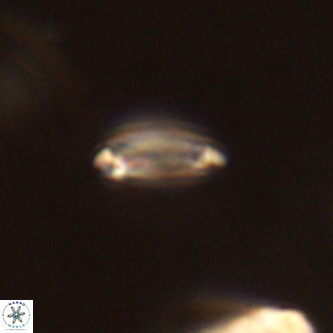 Tenebrolamina annula VR 01153