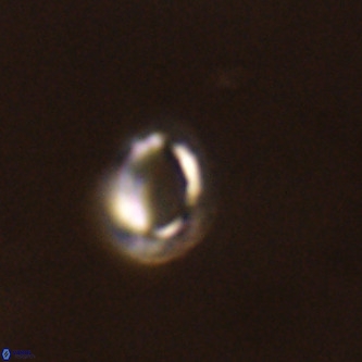 Tenebrolamina annula VR 01156