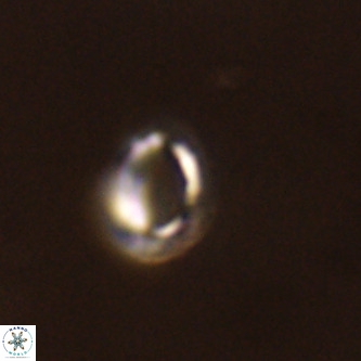 Tenebrolamina annula VR 01156