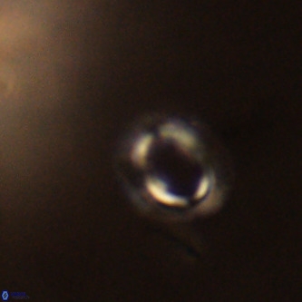 Tenebrolamina annula VR 01161