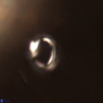 Tenebrolamina annula VR 01165