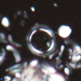 Tenebrolamina bramlettei 22663