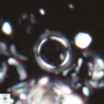 Tenebrolamina bramlettei 22663