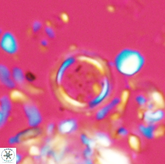 Tenebrolamina bramlettei 22664