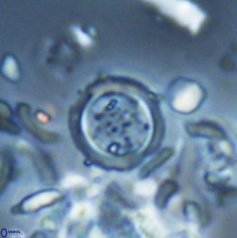 Tenebrolamina bramlettei 22666