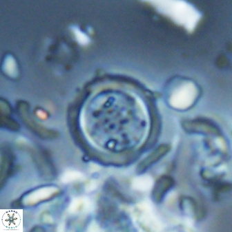 Tenebrolamina bramlettei 22666