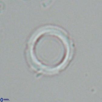 Tenebrolamina bramlettei 25860