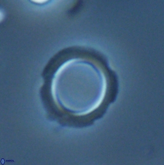 Tenebrolamina bramlettei 25862