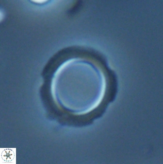 Tenebrolamina bramlettei 25862