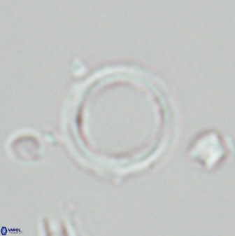 Tenebrolamina bramlettei 26007