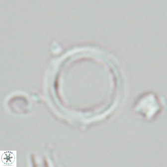 Tenebrolamina bramlettei 26007